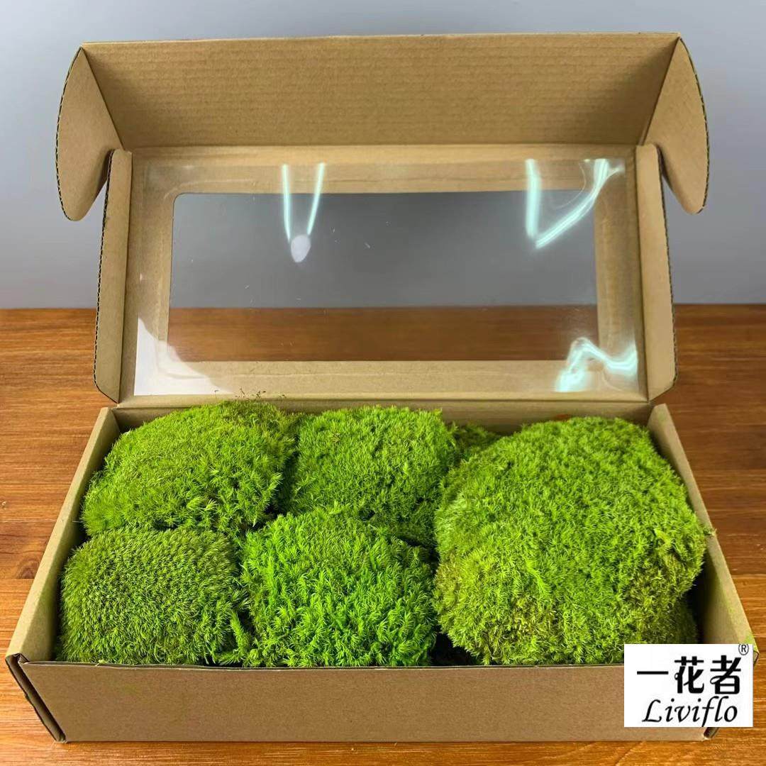 永生白发藓大灰藓块微景观瓶DIY材料永生苔藓现货,淘宝优惠券,粉丝福利购,淘宝优惠卷