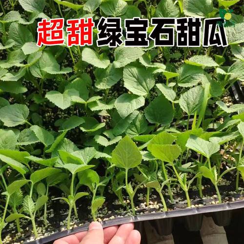 绿宝甜瓜苗子绿宝石甜瓜早熟抗病薄皮香瓜含糖超18度水果种籽 - 图1