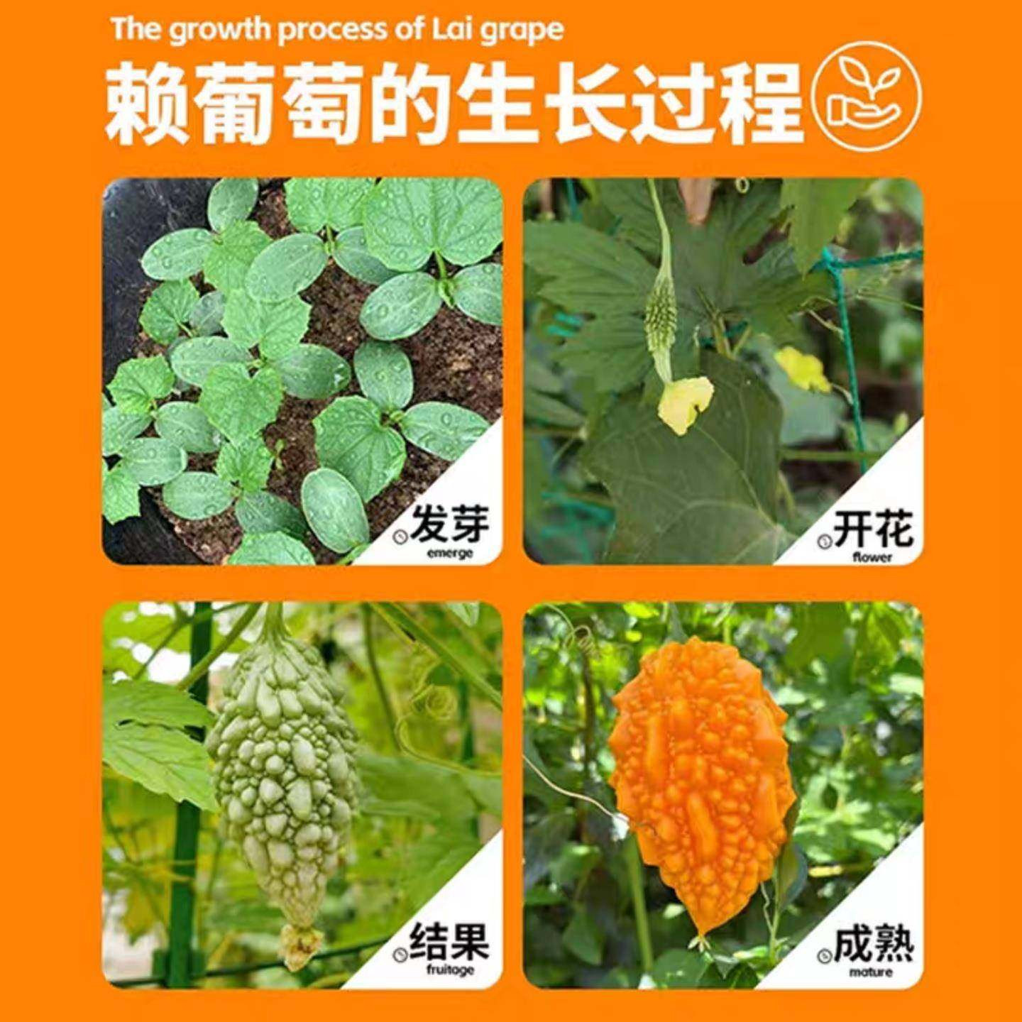 赖葡萄种子籽濑瓜苦瓜金铃子小癞瓜蔬菜水果种孑南方种植四季盆栽,淘宝优惠券,粉丝福利购,淘宝优惠卷