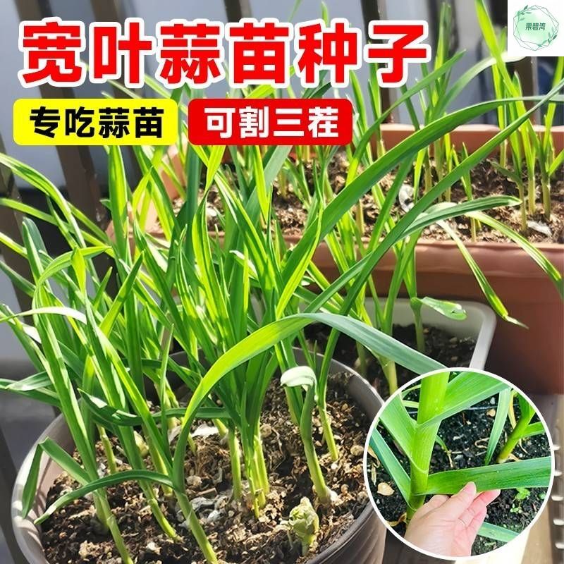 大蒜苗种子种籽蒜苔红根蒜种蒜苗红皮盆栽蔬菜孑秋冬季四季苗种籽 - 图2