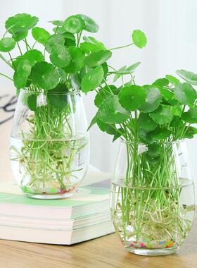 透明水培塑料花瓶绿萝水生植物植物容器适于室内桌面摆放花盆