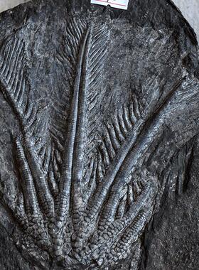 天然贵州关岭海百合棘皮动物化石原石材啊翁菊石古生物科普收藏品