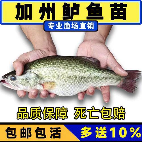江苏半斤加州鲈鱼苗可食用大口黑鲈路亚凶猛肉食淡水鳜鱼苗养殖小 - 图3