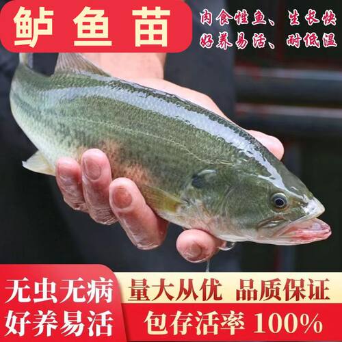江苏半斤加州鲈鱼苗可食用大口黑鲈路亚凶猛肉食淡水鳜鱼苗养殖小 - 图2