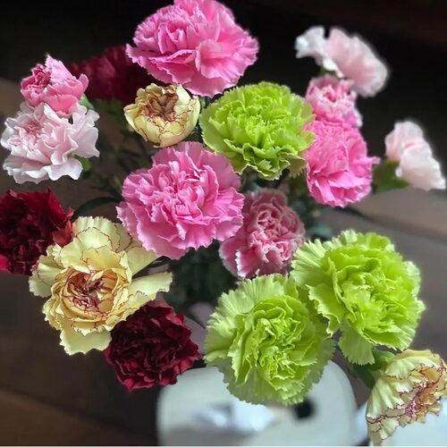 康乃馨花苗高杆切花品种存活高草本多年生花卉植物盆栽地栽颜色齐 - 图1