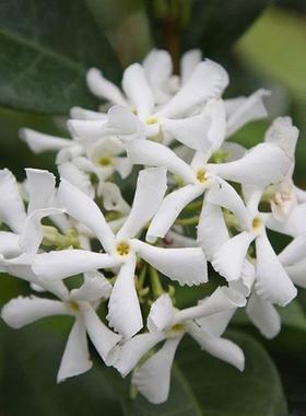 风车茉莉爬藤花卉植物络石藤苗庭院盆栽四季常青银丝茉莉藤蔓耐寒