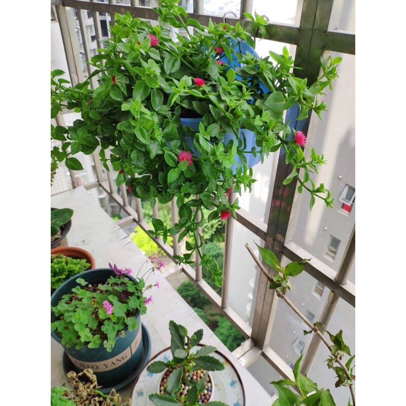 室内室外花卉绿植盆栽牡丹吊兰太阳玫瑰红宝石吊兰阳台吸甲醛-图0