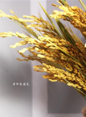 天然水稻稻穗稻谷干花装饰家居装饰阳台桌面客厅卧室餐厅道具摆件