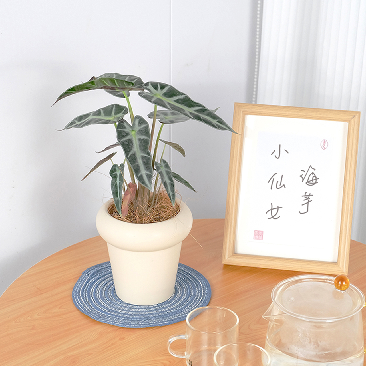 植物菌海芋白犀牛室内花叶好养活绿植大盆海芋办公室桌面观叶盆栽