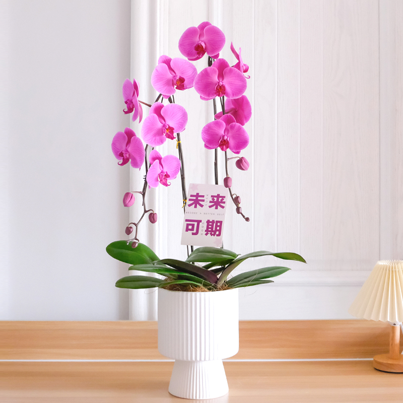花构想蝴蝶兰家居兰花盆景套装客厅桌面绿植玄关客厅盆栽摆件花卉