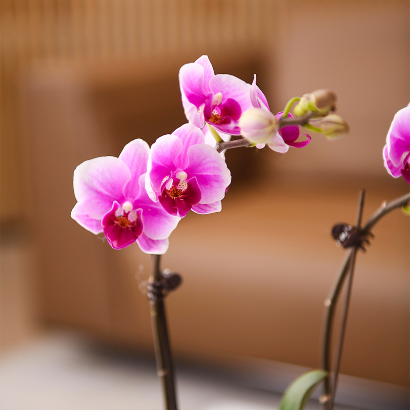 花构想家庭室内蝴蝶兰大花箭室内盆栽花卉送礼办公室绿植花卉