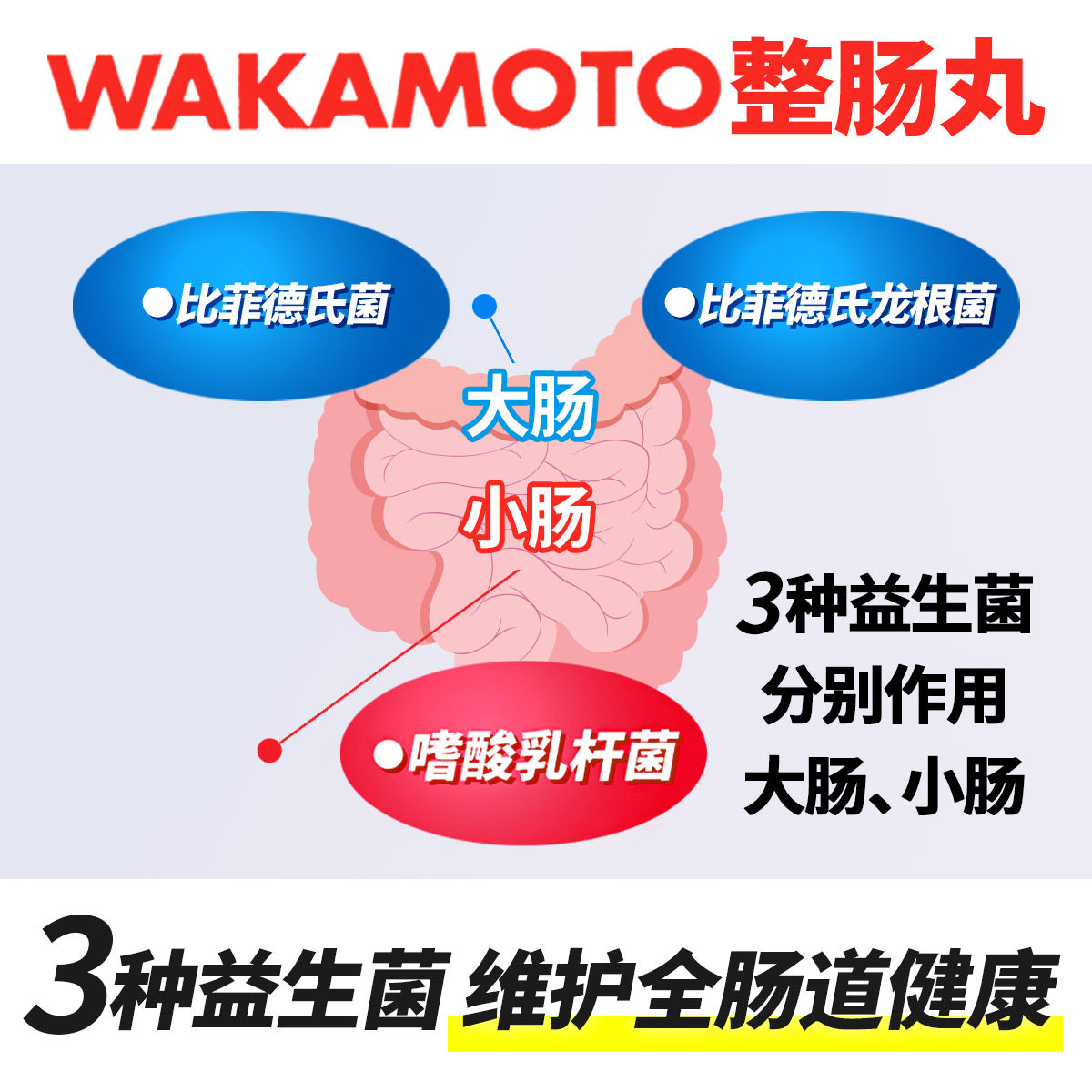 WAKAMOTO整肠丸健胃腹部胀气消化不良益生菌240粒/瓶