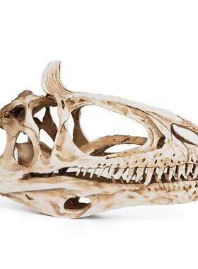 恐龙头骨模型树脂工艺品冰脊龙骷髅头动物骨架研究参考动物骷颅头