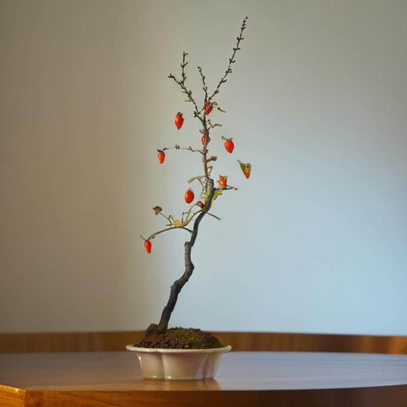 金弹子盆栽老鸦柿子绿植阳台树苗花卉室内植物办公桌花卉阳台果树,淘宝优惠券,粉丝福利购,淘宝优惠卷