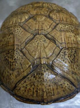 加工乌龟壳标本制作乌龟标本制作乌龟壳制作工艺品摆饰挂件