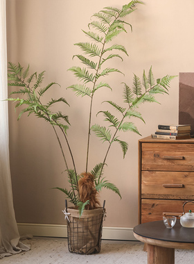 好货长毛金猴蕨类大型绿植室内彷真植物装饰摆饰造景盆栽客厅落地
