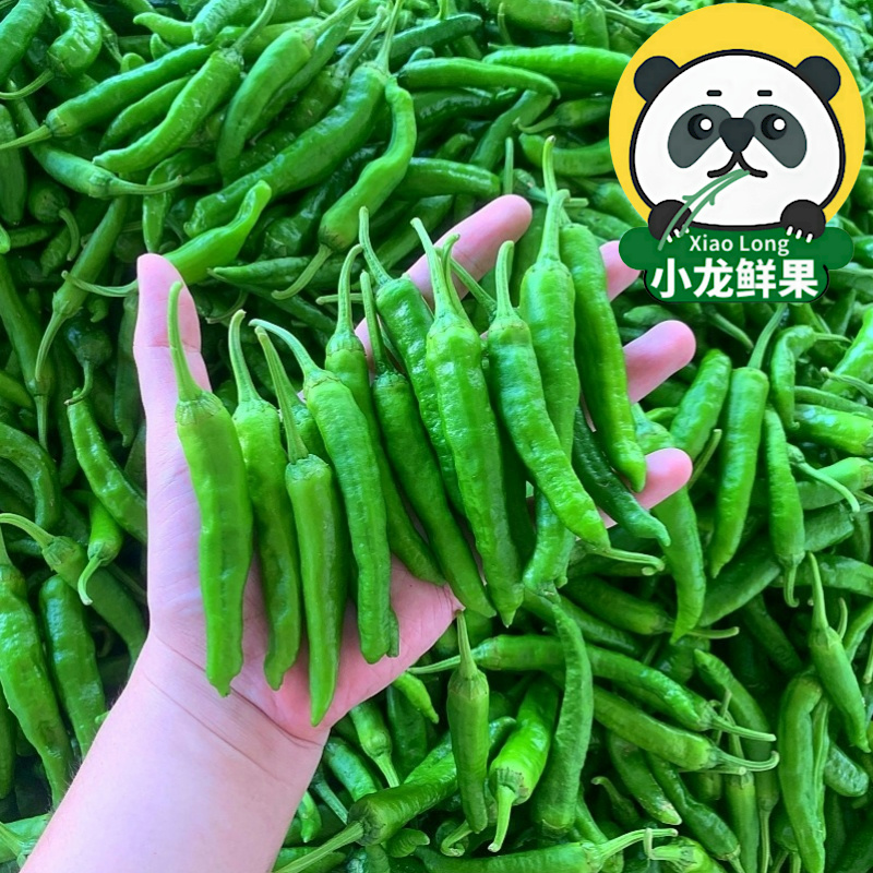 樟树新鲜嫩辣椒现摘当季斤9湖南岳阳特产正宗薄皮青港椒微辣顺丰5