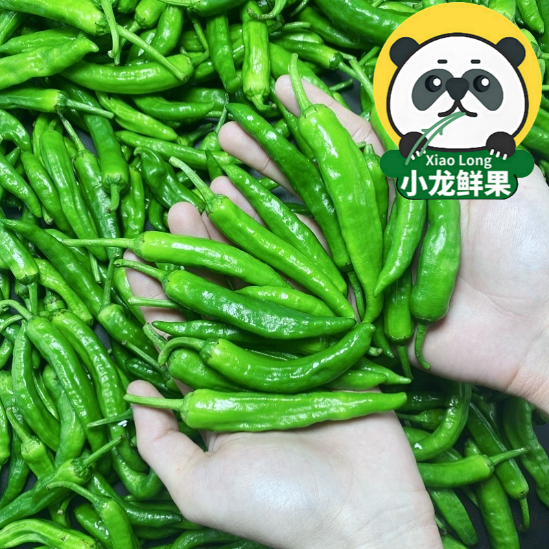 樟树新鲜薄皮辣椒10斤旗舰店现摘当季蔬湘菜正宗湖南嫩港青椒顺丰