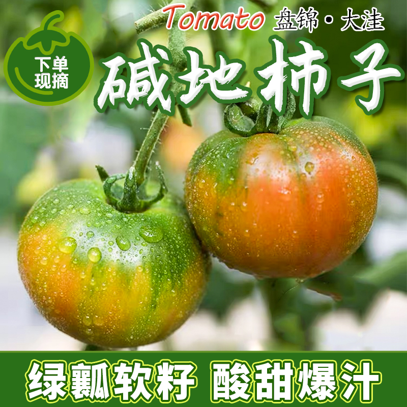 丹东铁皮草莓柿子油柿子碱地柿子草莓番茄5斤装西红柿顺丰包邮