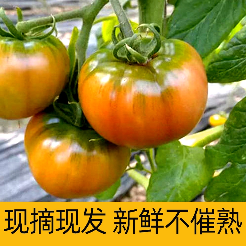 丹东铁皮草莓柿子油柿子碱地柿子草莓番茄5斤装西红柿顺丰包邮