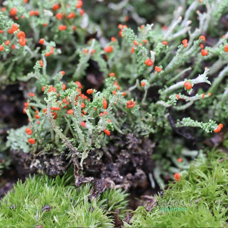 山野选集造景用苔藓【苔纲】枝状地衣各色野生高山苔藓雨林缸微景,淘宝优惠券,粉丝福利购,淘宝优惠卷