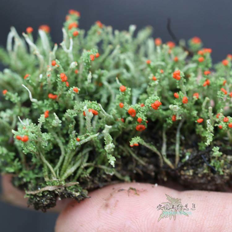 山野选集造景用苔藓【苔纲】枝状地衣各色野生高山苔藓雨林缸微景,淘宝优惠券,粉丝福利购,淘宝优惠卷