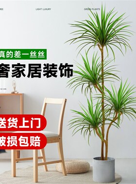 好货仿真绿植轻奢客厅装饰造景室内大型盆栽龙血树仿生落地摆件假