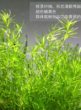 竹节草鱼缸水族箱造景观赏鱼虾躲避净化水质淡水新手易养阴性水草