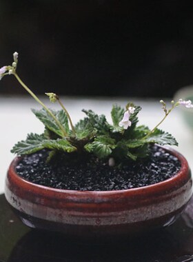 山野雅居 珊瑚苣苔吸水石盆栽 茶室办公家居绿植花卉一年两季花