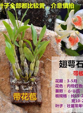 翅萼石斛带花苞浓香型石斛花食用黑毛石斛翅鄂丛苗室内盆栽绿植物