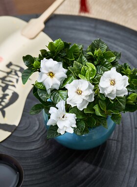 栀子花盆栽清香型花卉办公桌面绿植室内常青净化空气好养开花植物