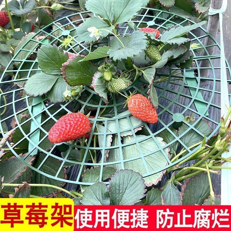 花架种植草莓托盘架神器防倒伏植物果实支撑园艺用品绿植支撑架子 - 图1