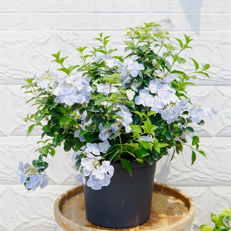 粉色落跑新娘绣球花盆栽新品爬z藤木本庭院阳台种植庭院耐寒热花,淘宝优惠券,粉丝福利购,淘宝优惠卷