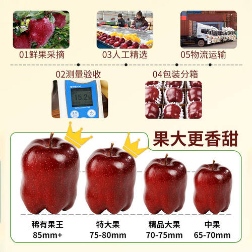 正宗甘肃天水花牛苹果10斤粉面冰糖心水果礼盒应季新鲜水果整箱 - 图2