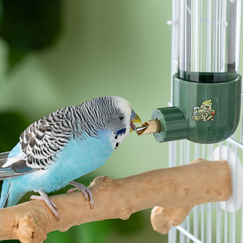 Chirping Star Parrot Striker Drinking Fountain Gnaw Large Capacity