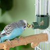 Chirping Star Parrot Striker Drinking Fountain Gnaw Large Capacity