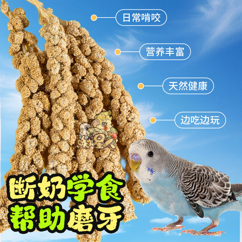 鹦鹉谷穗幼鸟学吃手养黄谷子麦穗小米玄凤虎皮饲料鸟零食天然鸟食,淘宝优惠券,粉丝福利购,淘宝优惠卷