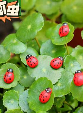 创意微景观摆件木质工艺甲壳虫七星小瓢虫家居房间多肉植物装饰