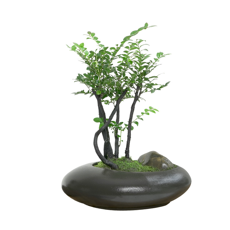 金叶子小叶d紫檀盆景绿植盆栽室内办公室桌面花卉四季常绿植物老 - 图3