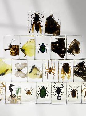 亚马逊跨境真实昆虫标本透明树脂蜘蛛蝴蝶金龟蝎子科普摆件手工