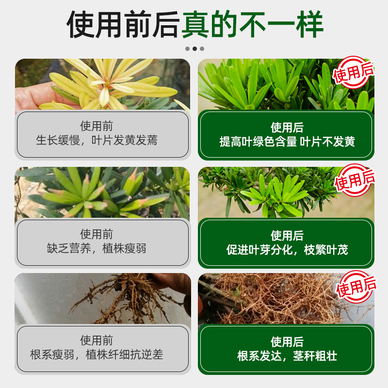 罗汉松专用营养液植物盆栽室内通用肥料造景树泰山松预防黄叶枯叶 - 图0