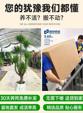 龙血树客厅绿植多头龙须树龙铁树客厅绿植室内大型龙血树植物盆栽
