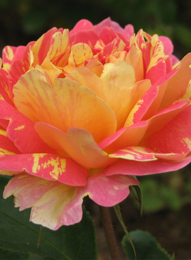 条纹切花月季花苗西多会教士阳台花园玫瑰盆栽四季开大花室内养