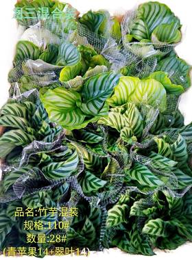 广州基地块钱竹芋混合装净化空气观赏植物小盆栽花卉