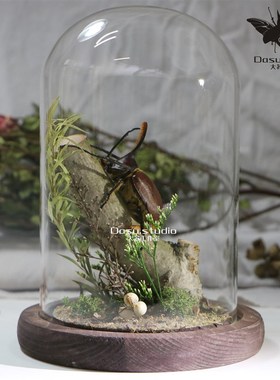 森林力士甲虫标本独角仙昆虫标本生态微景观工艺品男士礼物收藏