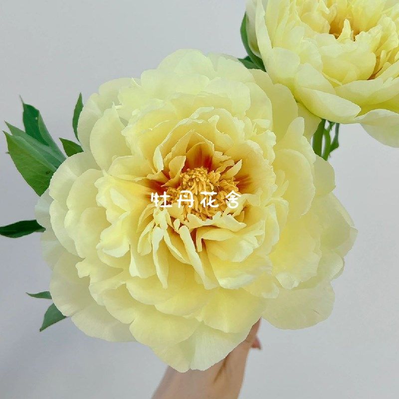 牡丹鲜花c花束鲜切花速递家用母情节芍药鲜花菏泽牡丹,淘宝优惠券,粉丝福利购,淘宝优惠卷