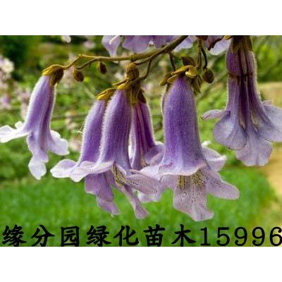 紫花泡桐树苗速生树苗梧桐树开花梧桐绿化苗木 - 图0