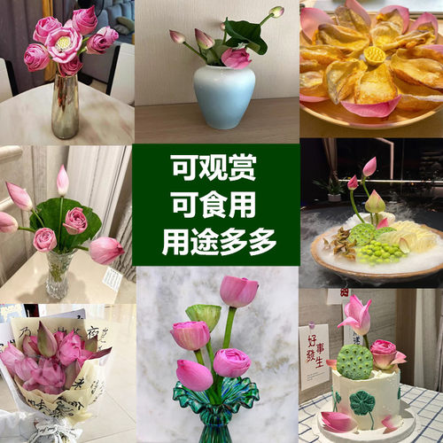 顺丰包邮新鲜荷花带杆花苞荷花鲜花花束食用花新鲜莲蓬插花供佛 - 图3
