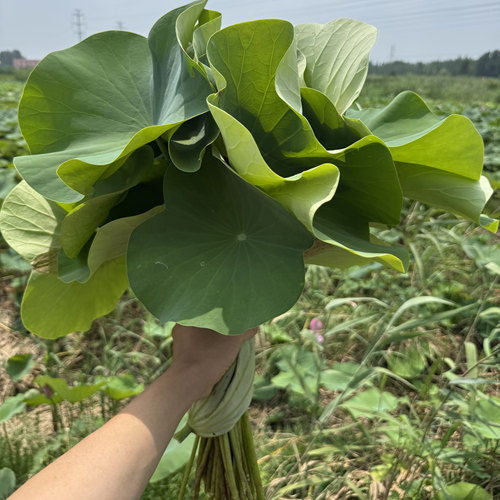 顺丰包邮新鲜荷花带杆花苞荷花鲜花花束食用花新鲜莲蓬插花供佛 - 图0