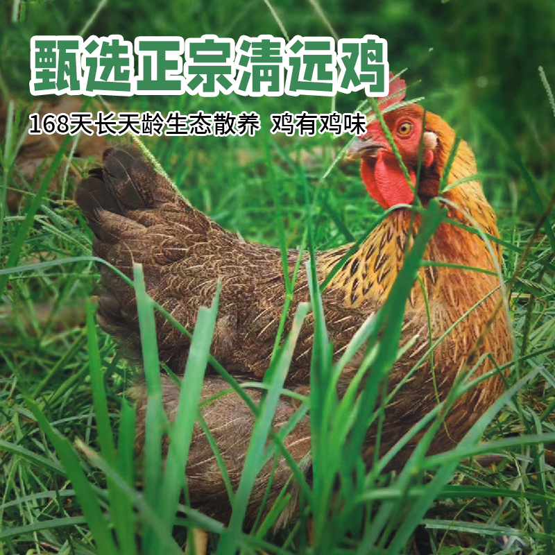 叹鸡 正宗广东清远鸡椰子鸡汤煲汤鸡肉套装地方特色美食椰汁鸡汤,淘宝优惠券,粉丝福利购,淘宝优惠卷